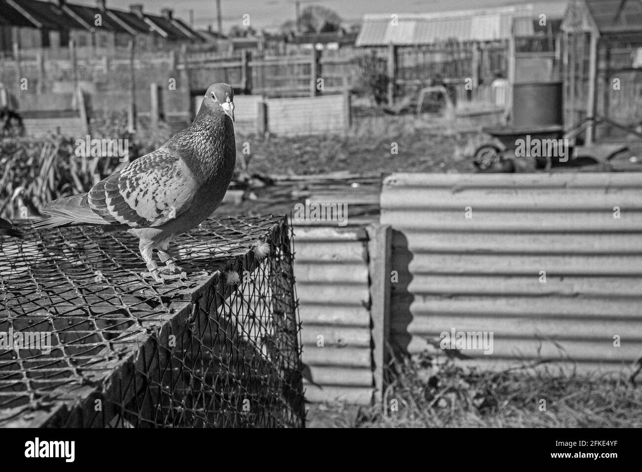 Piccione da corsa bianco e nero a Hartlepool , County Durham, Regno Unito Foto Stock