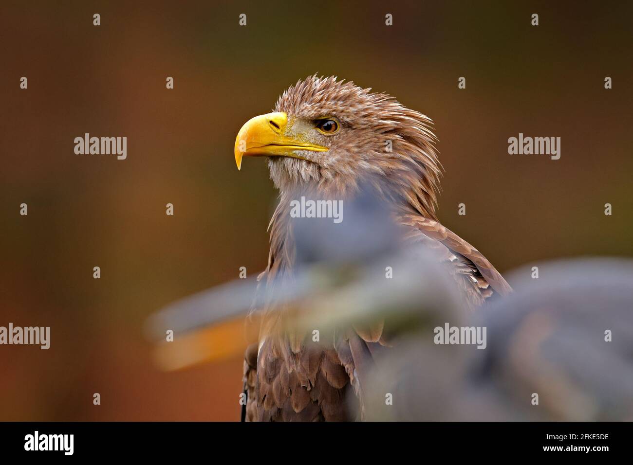 Ritratto di Aquila dalla coda bianca, Haliaeetus albicilla, seduto nell'erba marrone. Aquila con airone grigio in primo piano. Scena della fauna selvatica dalla natura. Foto Stock