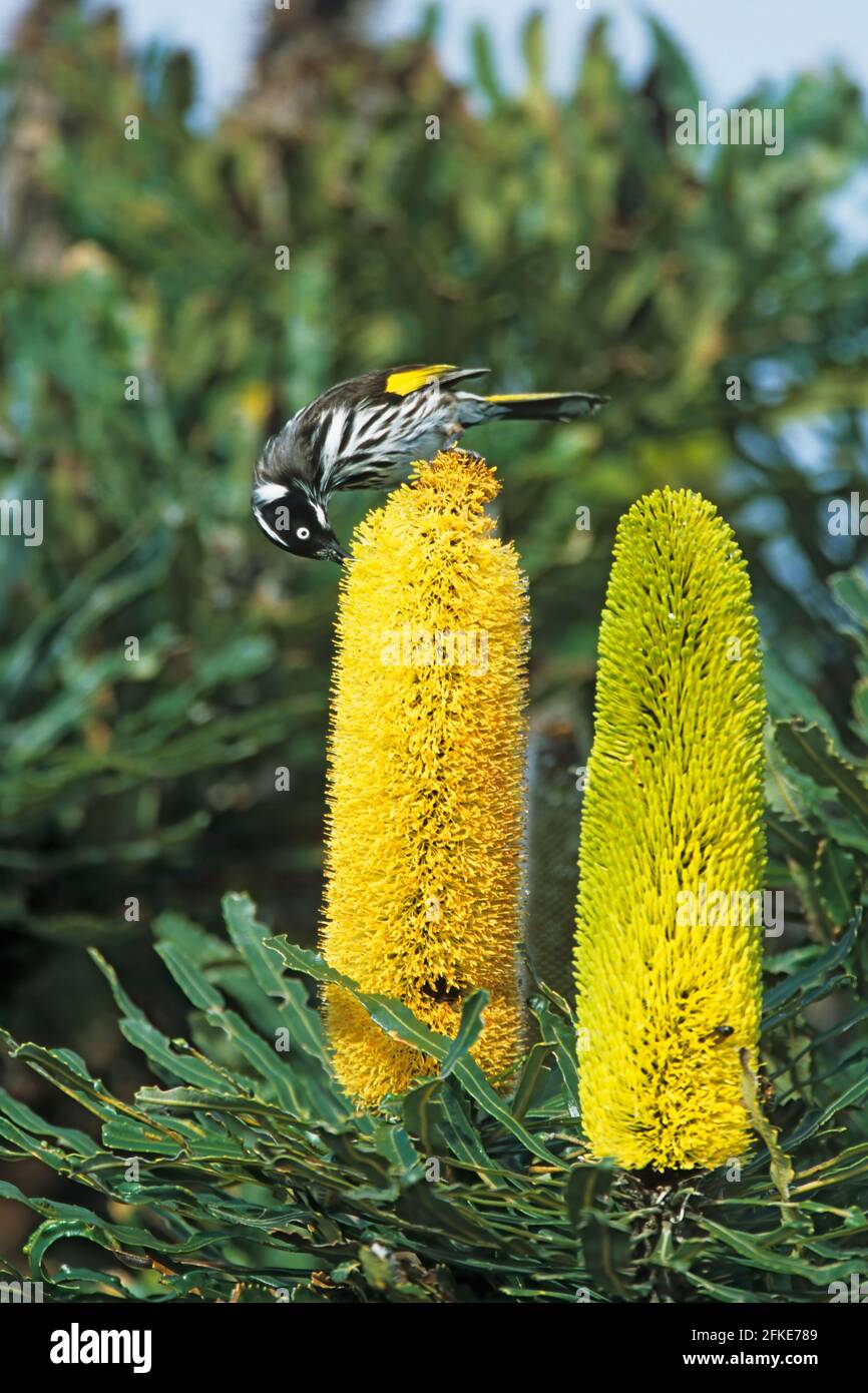 New Holland Honeyeater - alimentazione su Banksia Flower Phylidonyris novaehollandiae Riserva naturale Two Peoples Western Australia BI005746 Foto Stock