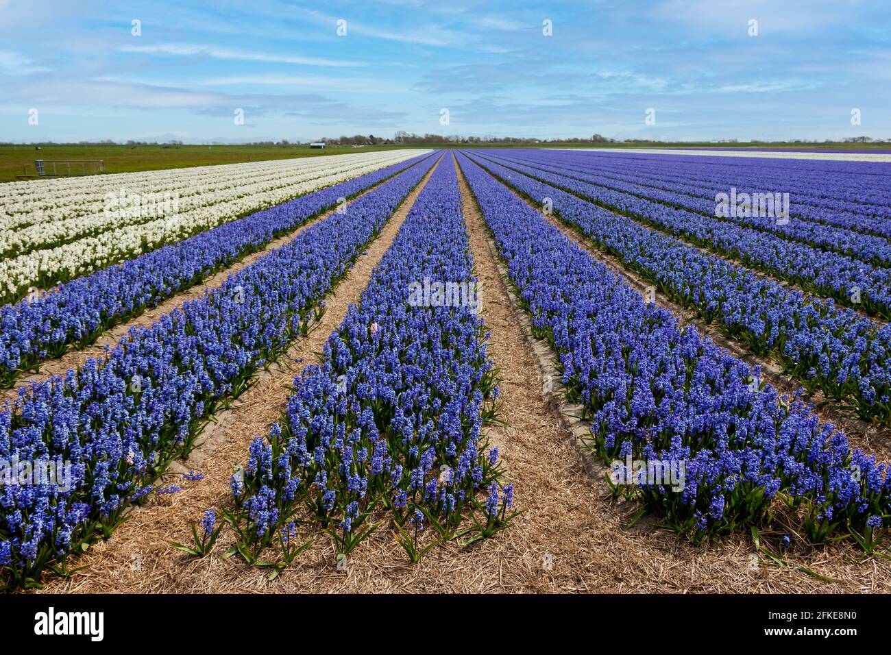 Campi pieni di giacinti dai colori vivaci e profumi inebrianti, provincia dell'Olanda del Nord, Paesi Bassi Foto Stock