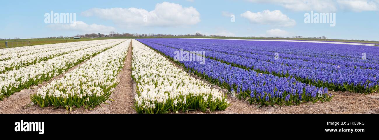 Campi pieni di giacinti dai colori vivaci e profumi inebrianti, provincia dell'Olanda del Nord, Paesi Bassi Foto Stock