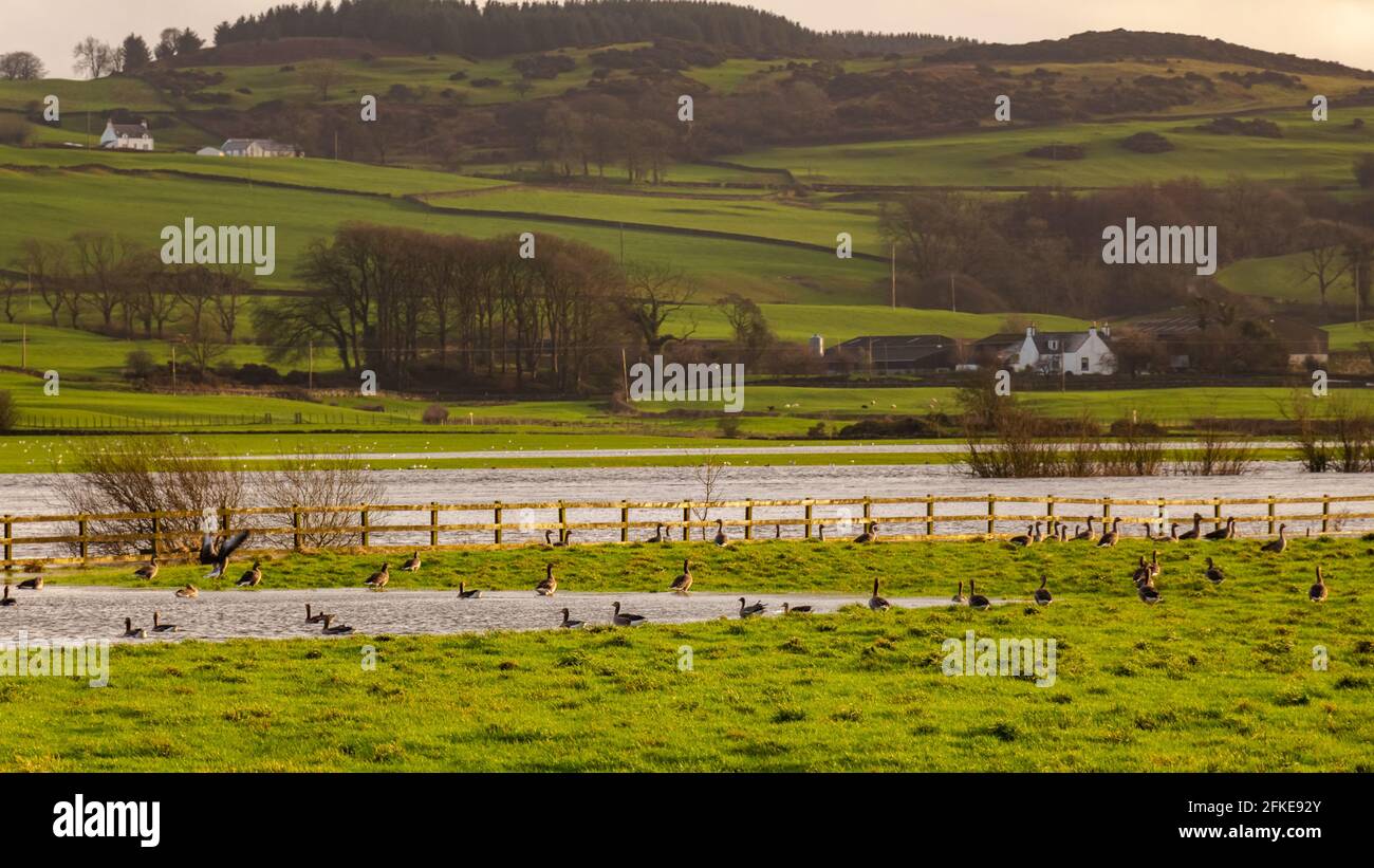Gregge o gaggle di oche di barnacle in un campo accanto a un fiume invernale allagato a Galloway, Scozia Foto Stock