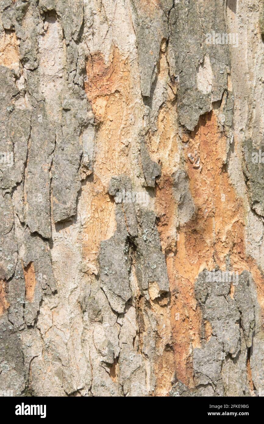 Scorza la corteccia Sycamore albero corteccia Acer pseudoplatano Foto Stock