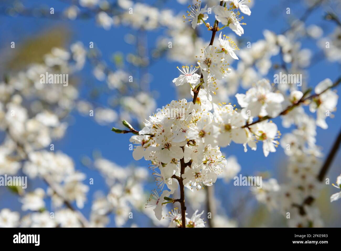 Splendida fioritura ciliegia giapponese - Sakura. Sfondo con fiori su una giornata di primavera. Foto Stock