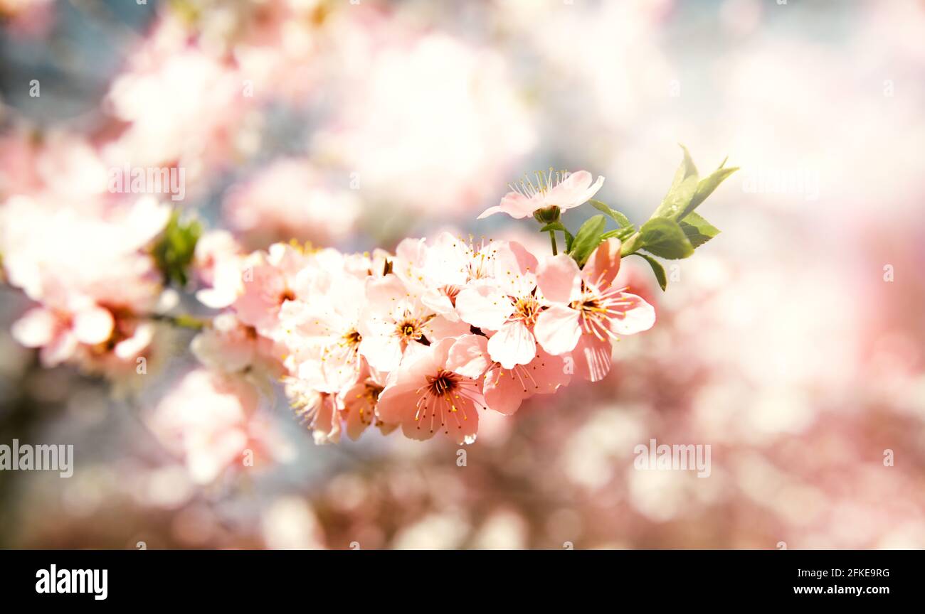 Bella ciliegia giapponese fiorente - Sakura. Sfondo con fiori in un giorno di primavera. Spazio di copia per il testo Foto Stock