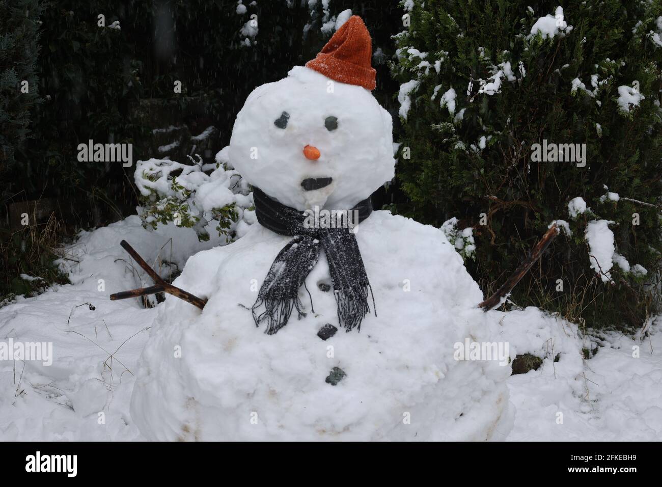 Pupazzo di neve nel selvaggio. Foto Stock
