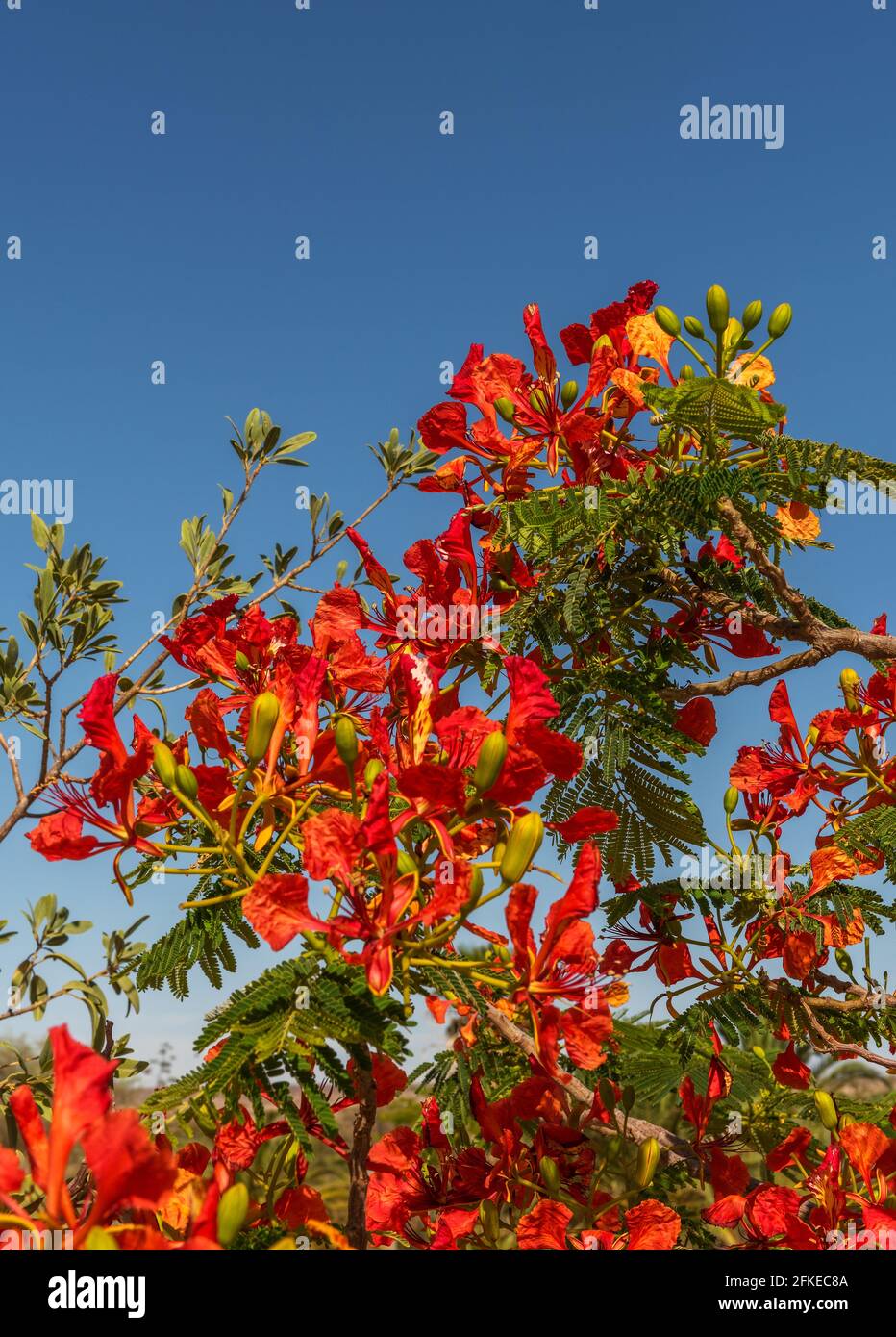 Albero di Mimosa con fiori rossi in Namibia, Africa Foto Stock