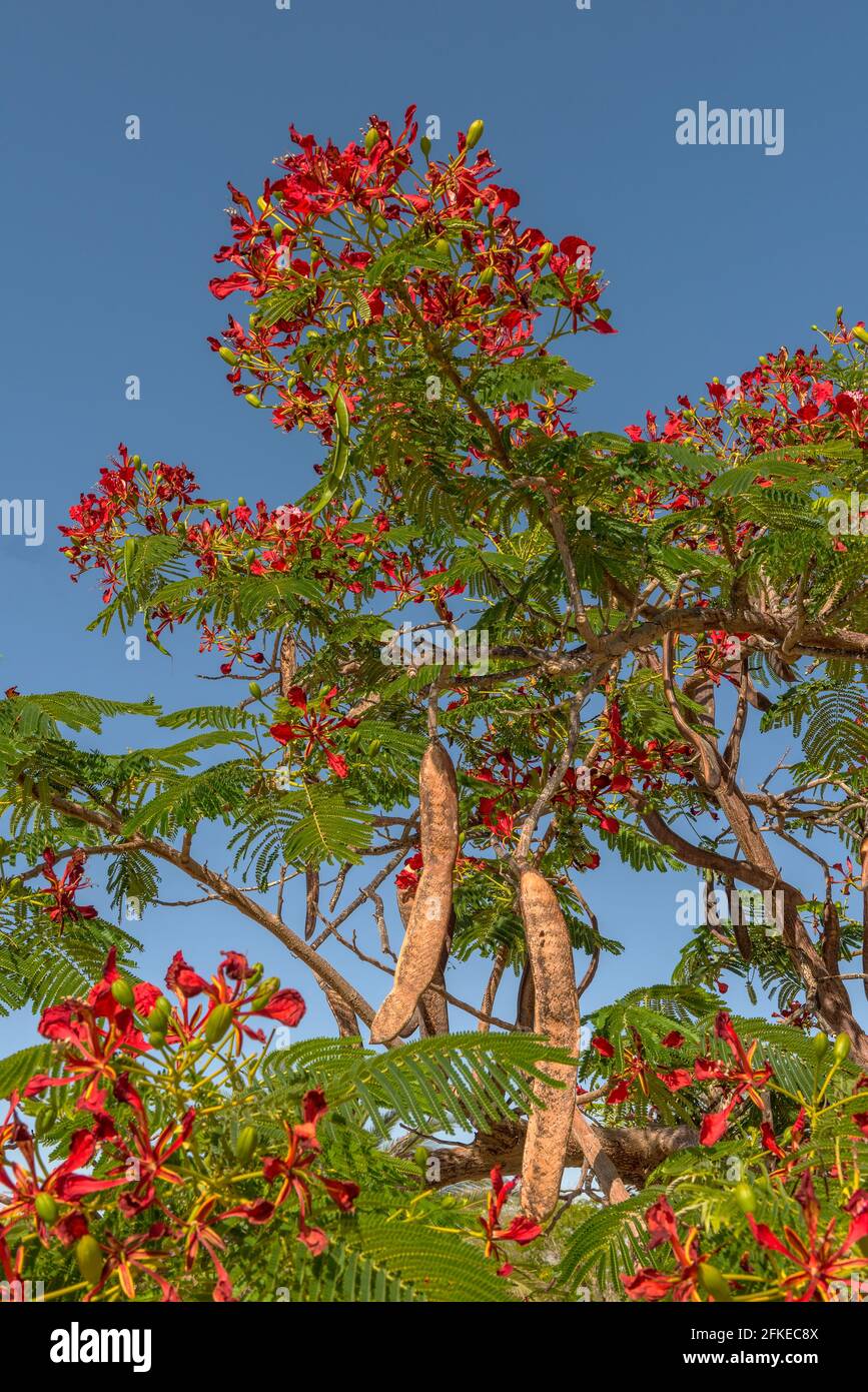 Albero di Mimosa con fiori rossi in Namibia, Africa Foto Stock