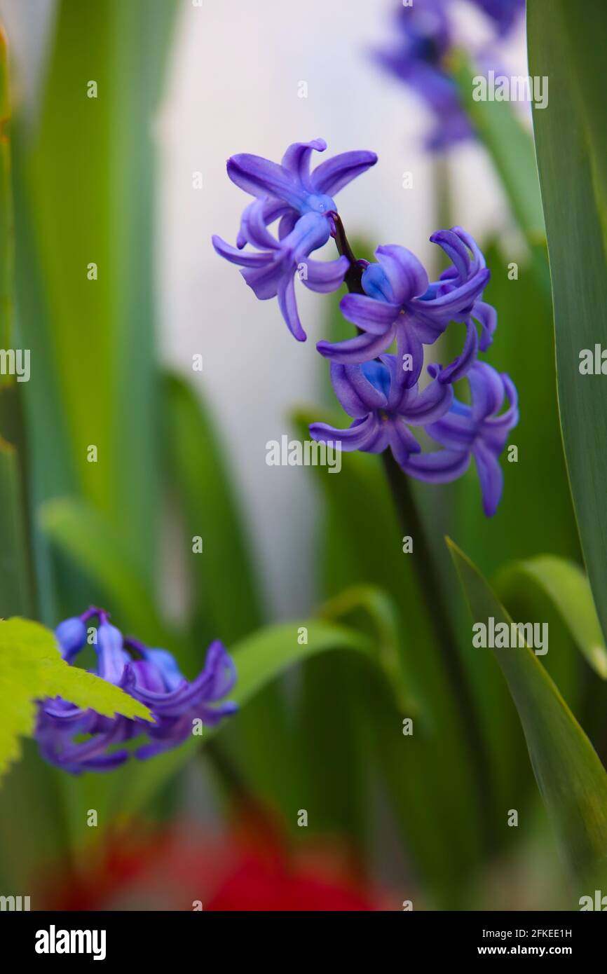 Fiori viola in giardino Foto Stock