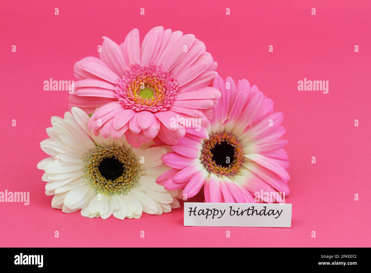 Buona carta di compleanno con margherite di gerbera rosa e bianca sfondo rosa Foto Stock