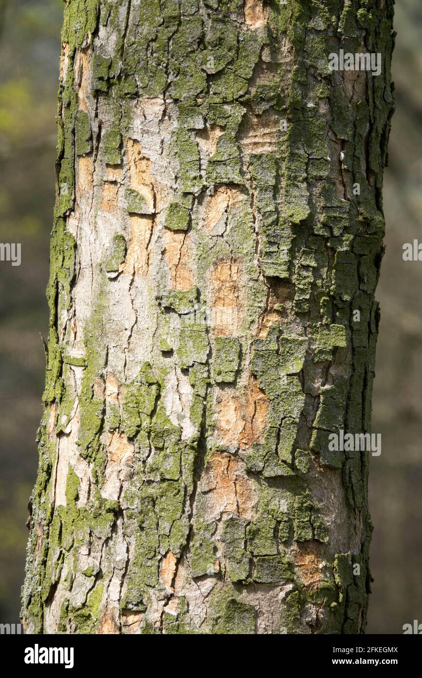 Sycamore tree trunk Texture corteccia Acer pseudoplatanus Foto Stock