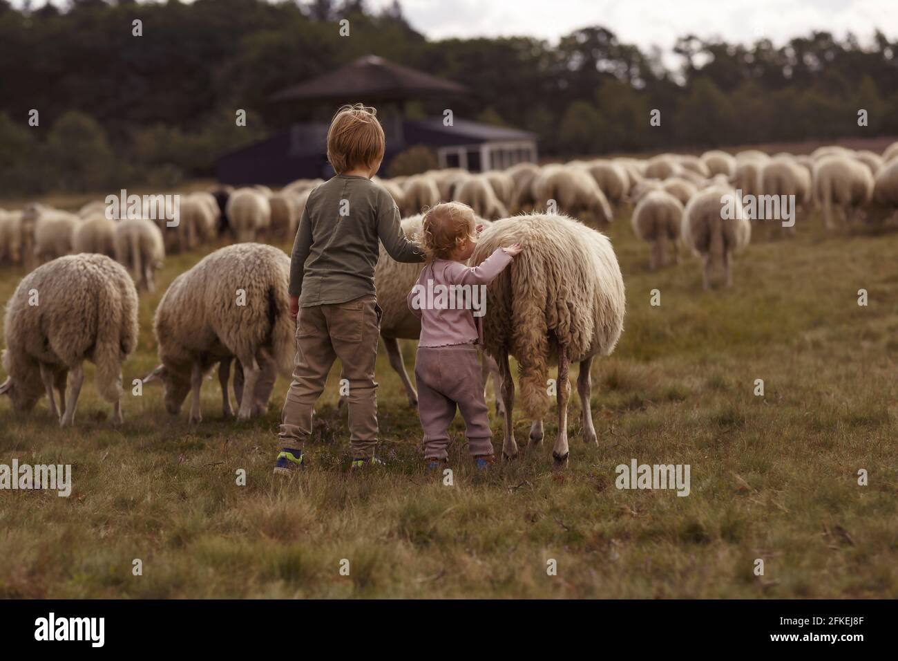 Un'immagine da sogno di due adorabili bambini caucasici che accarezzano pecore un terreno agricolo Foto Stock