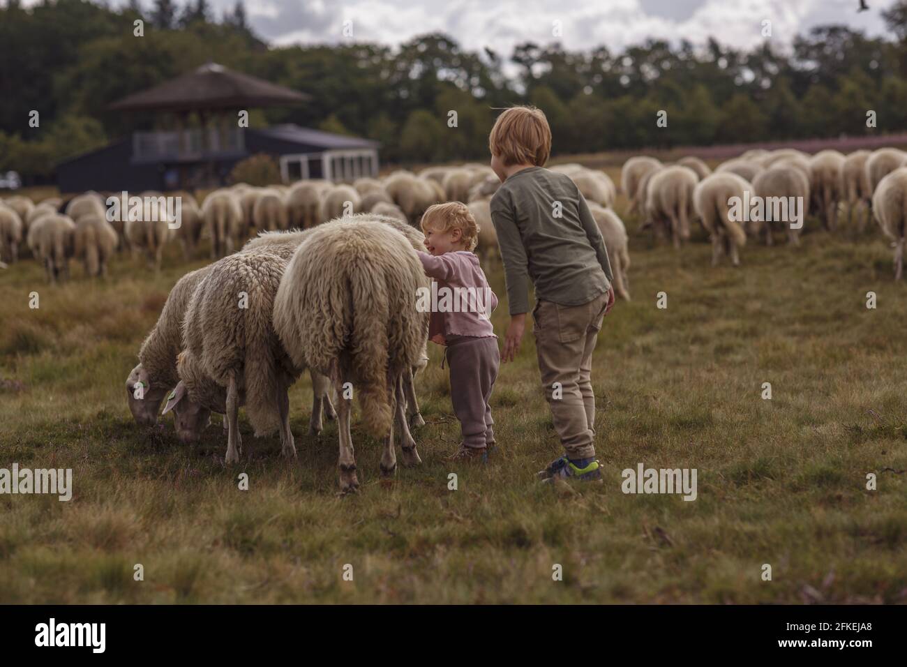 Un'immagine da sogno di due adorabili bambini caucasici che accarezzano pecore un terreno agricolo Foto Stock