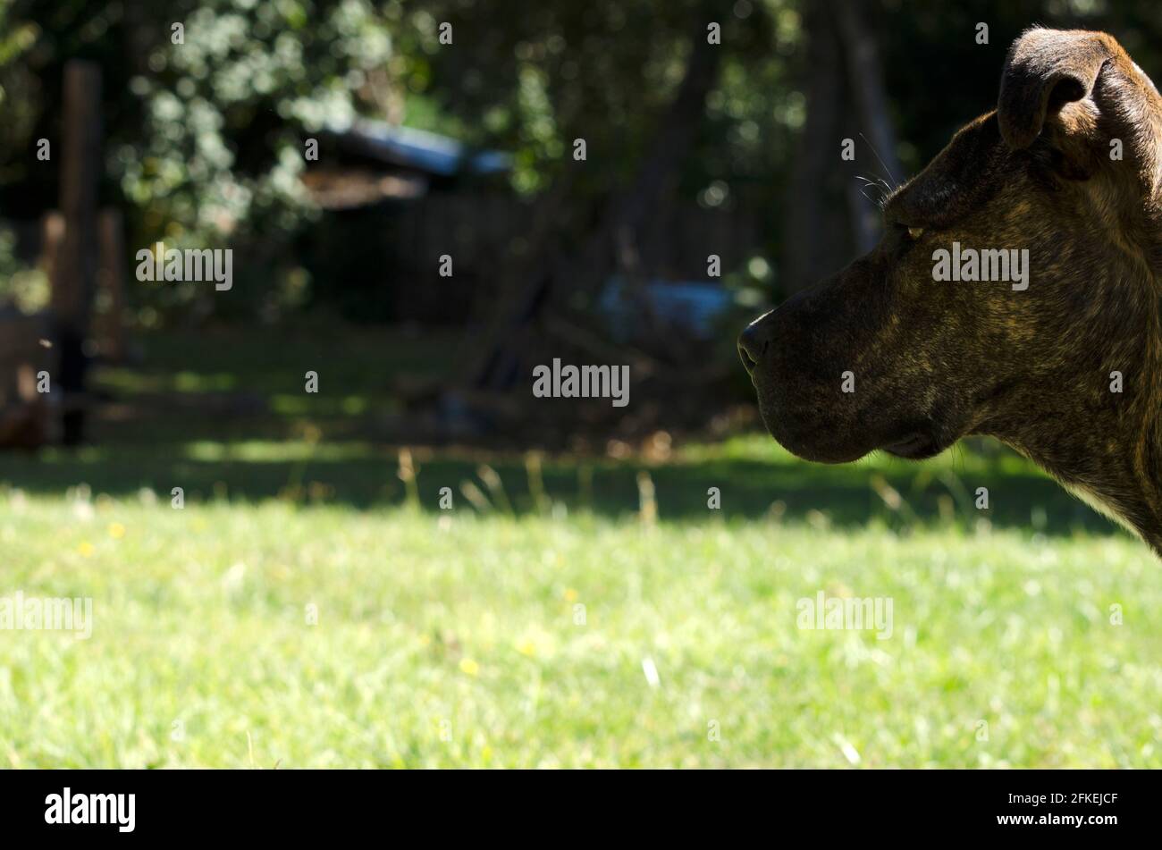 testa cane pitbul in profilo con sfondo parco e spazio copia, colore brindle Foto Stock