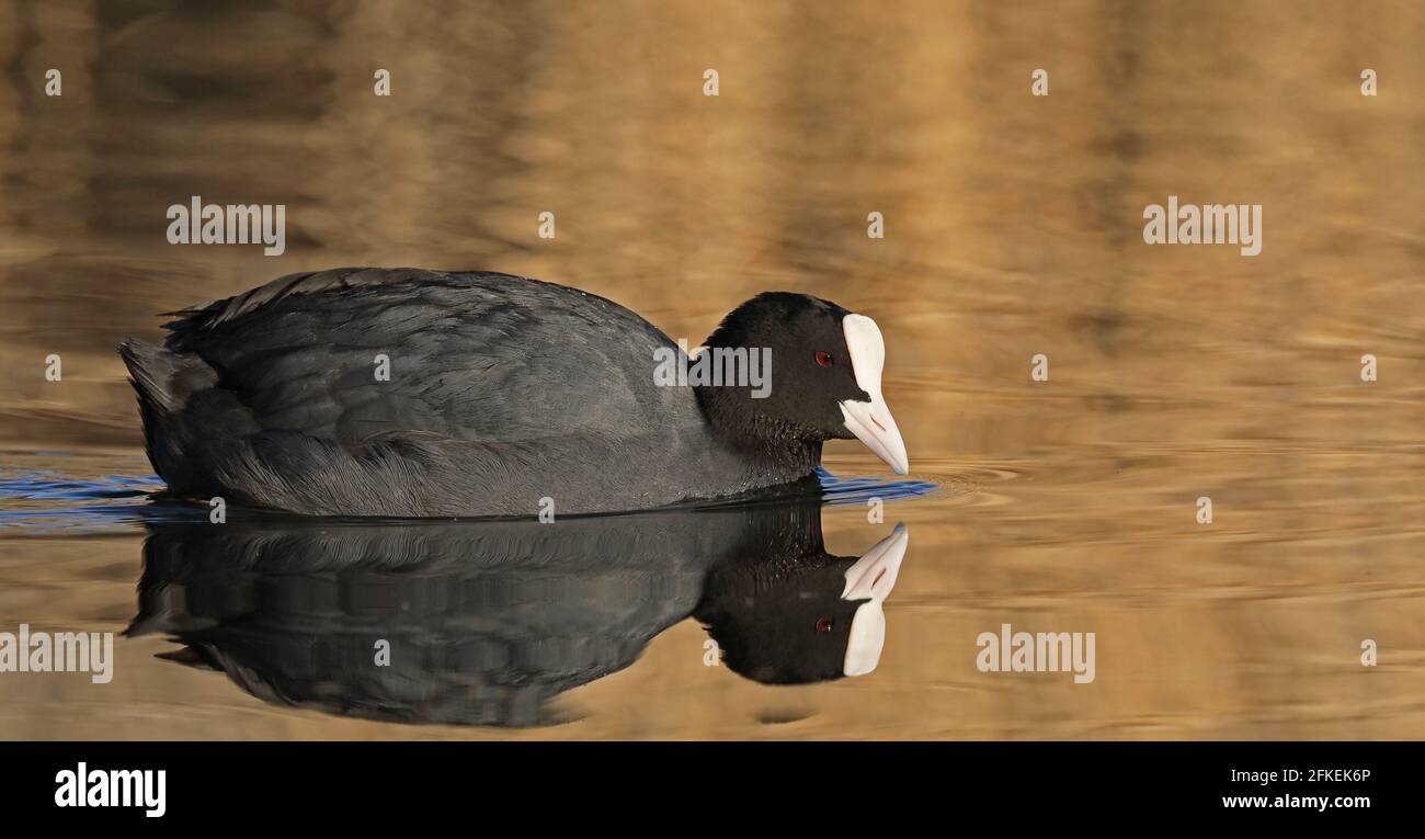 Coot eurasiatico, Fulica atra, nuoto in stagno Foto Stock