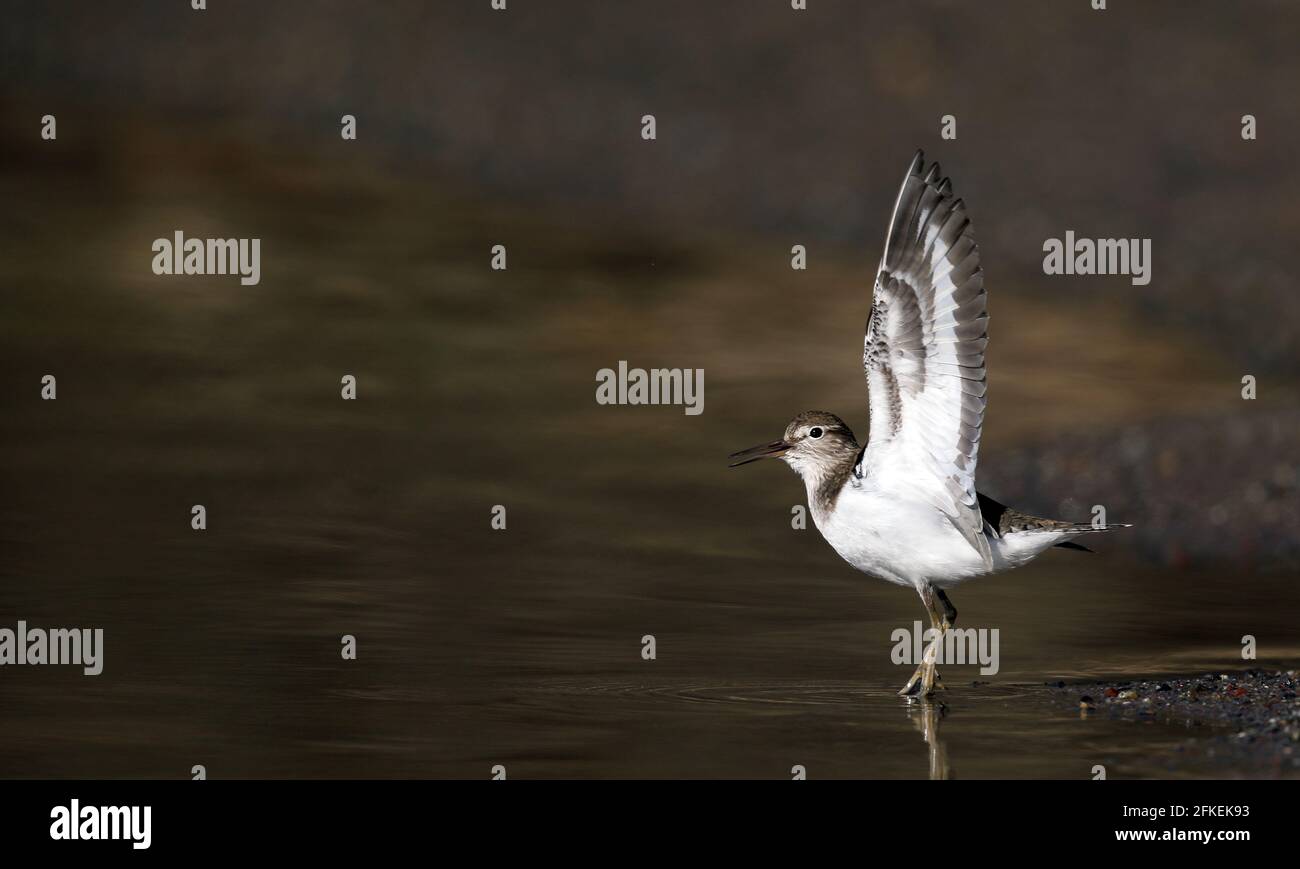 Comune Sandpiper, sulla spiaggia sabbiosa, ali sollevate Foto Stock