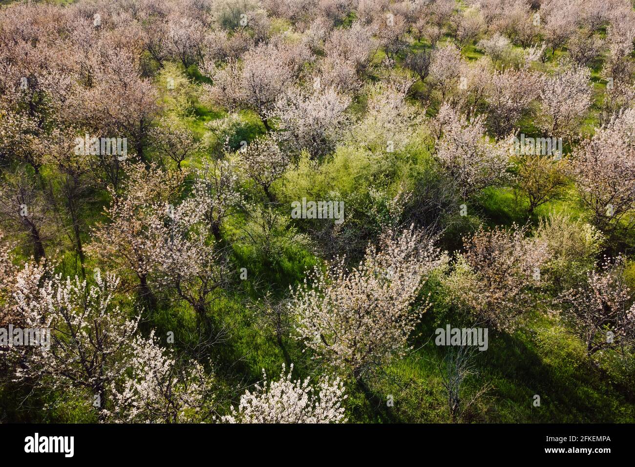 Vista aerea del giardino fiorente della primavera con luce notturna Foto Stock
