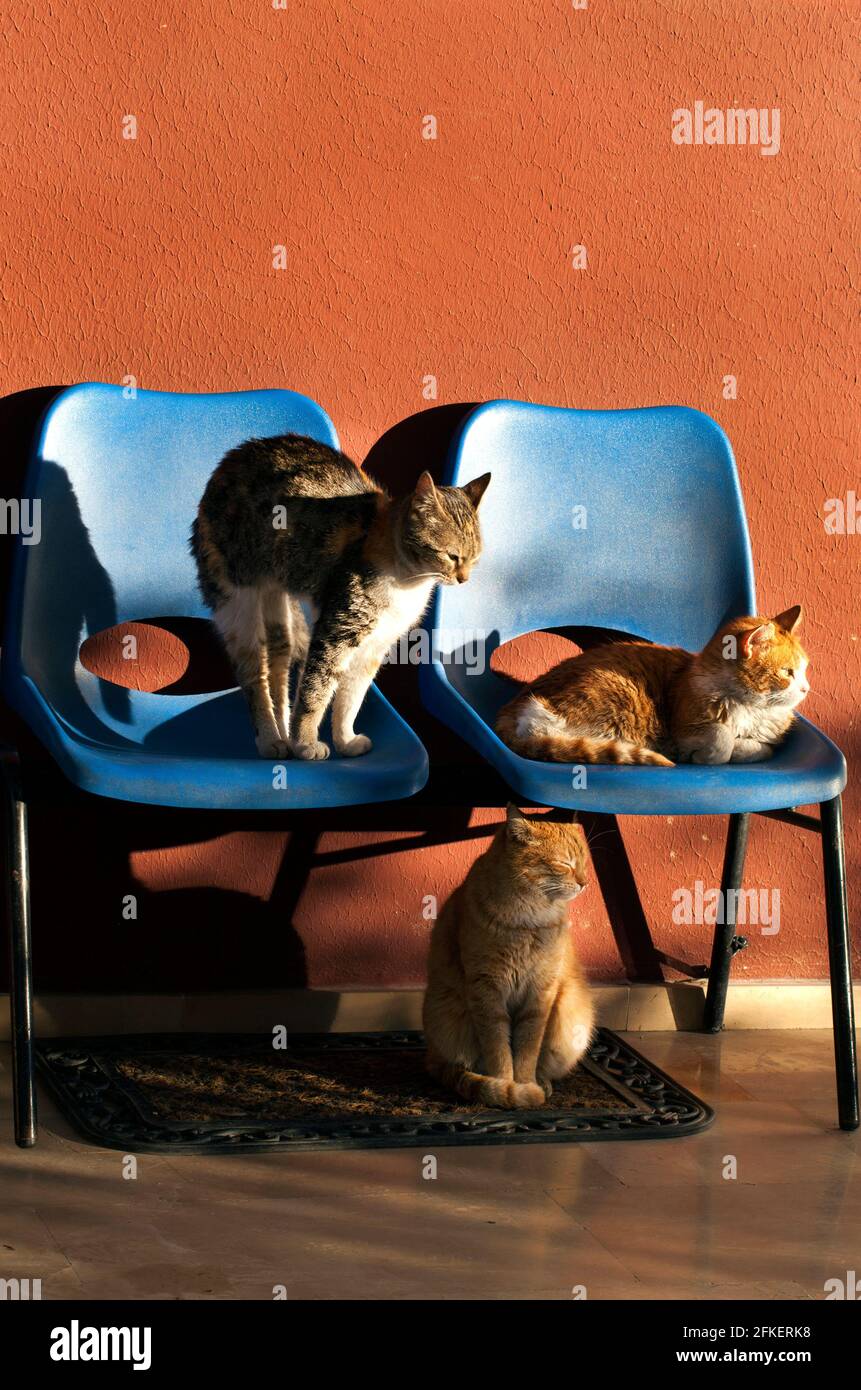 Dolci gatti animali seduti su sedie foto Foto Stock