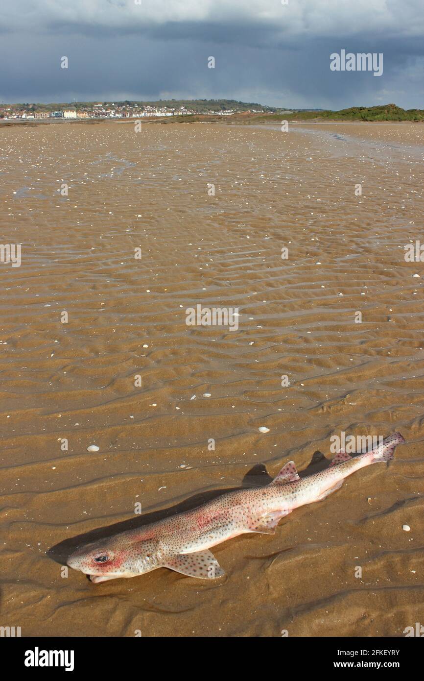 Piccolo-spotted catsqualo a.k.a. Lesser puntato Dogfish (Scyliorhinus canicula), lavato su morti sulla spiaggia vicino a Little Eye, Isole Hilbre, il Wirral Foto Stock