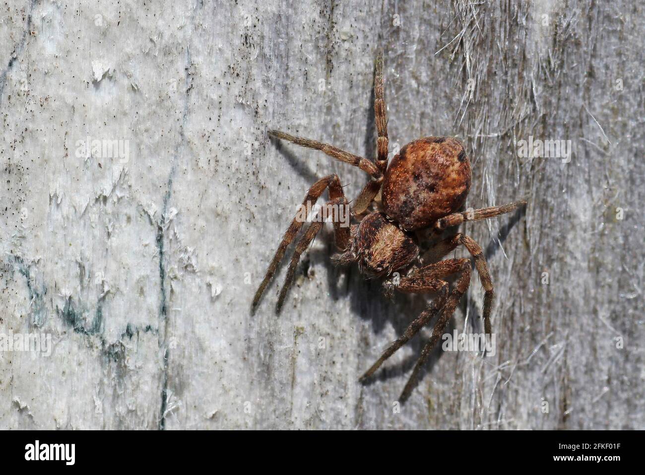 Trochosa terricola Spider sull'isola di Hilbre, estuario del Dee, Wirral, Regno Unito Foto Stock