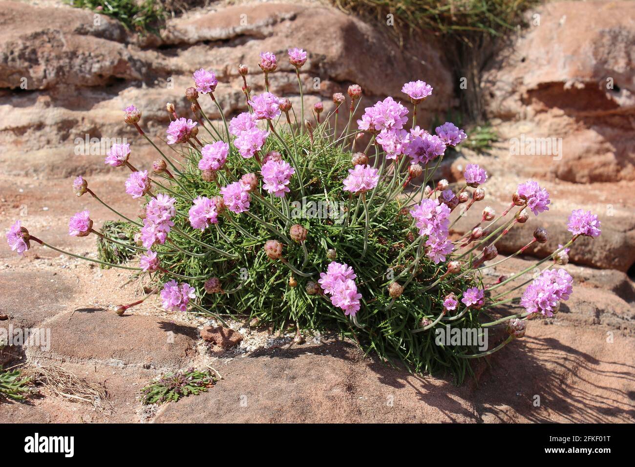 Sea Thrift Armeria maritima sull'isola di Hilbre, estuario del Dee, il Wirral, Regno Unito Foto Stock