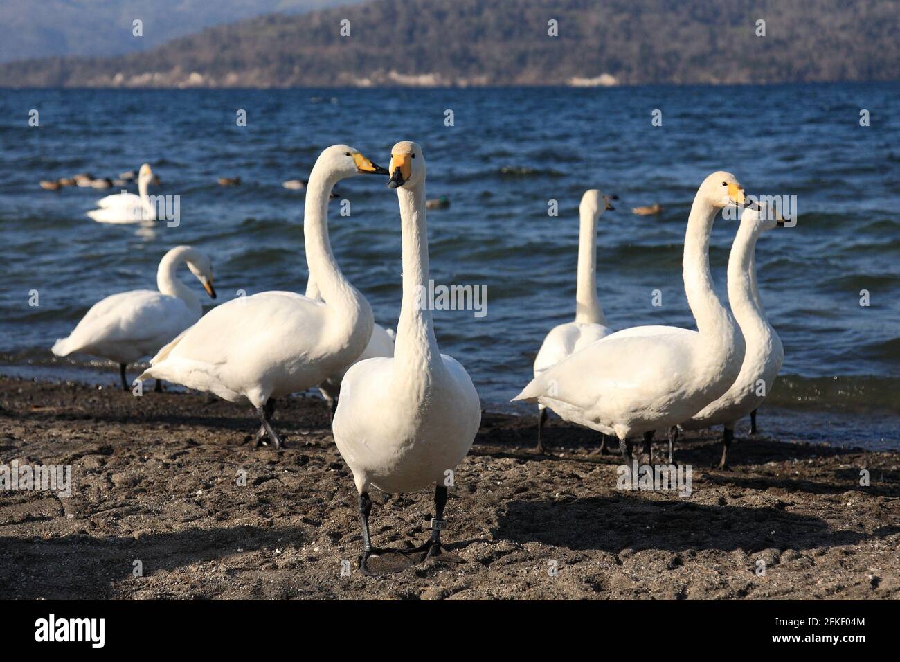 molti bei cigni bianchi che si erettano presso un lago nella inverno Foto Stock