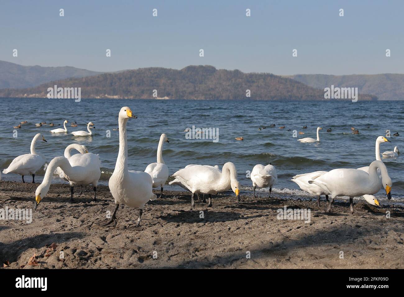 molti bei cigni bianchi in piedi presso un lago in inverno. Foto Stock