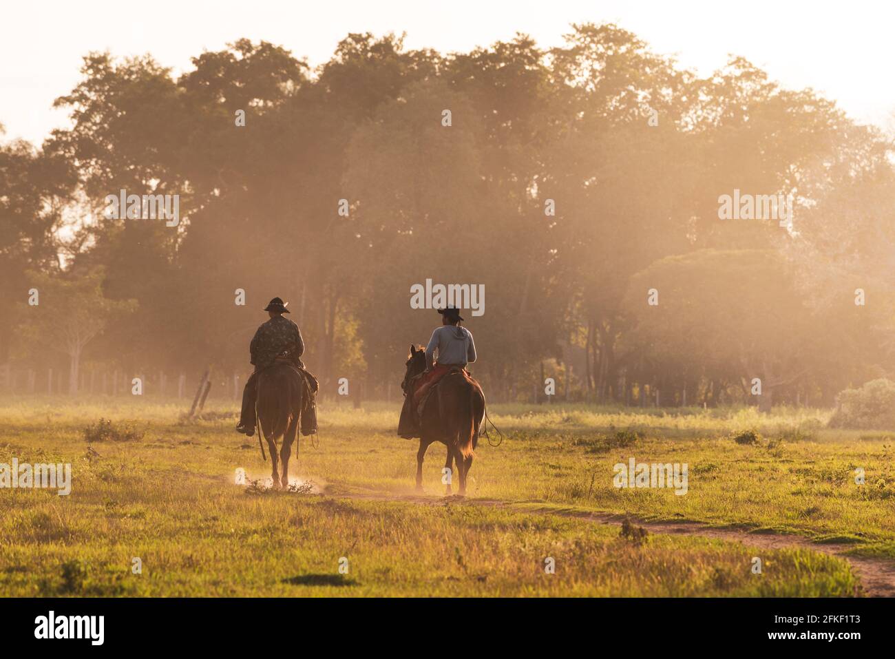 I cowboy Pantaneiro che cavalcano i cavalli in una fazenda nel Pantanal del Sud, Brasile Foto Stock