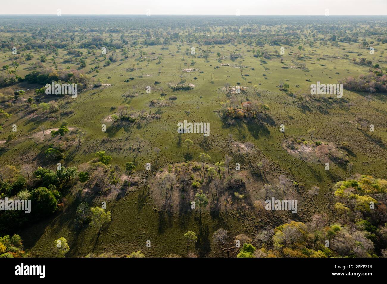 Pascoli dal Pantanal del Sud, Brasile Foto Stock