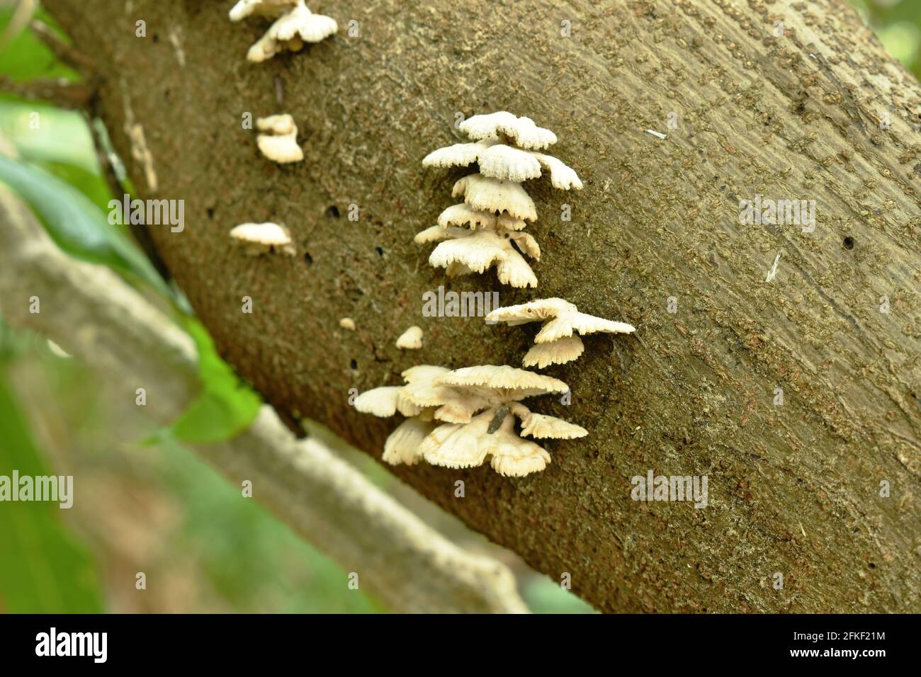fungo mazzo di funghi che cresce da decadimento log su terra in foresta Foto Stock