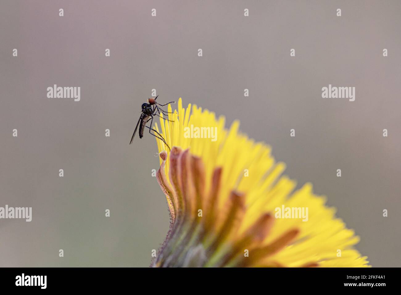 primo piano di piccola mosca sul giallo tussilago farfarfara fiore Foto Stock