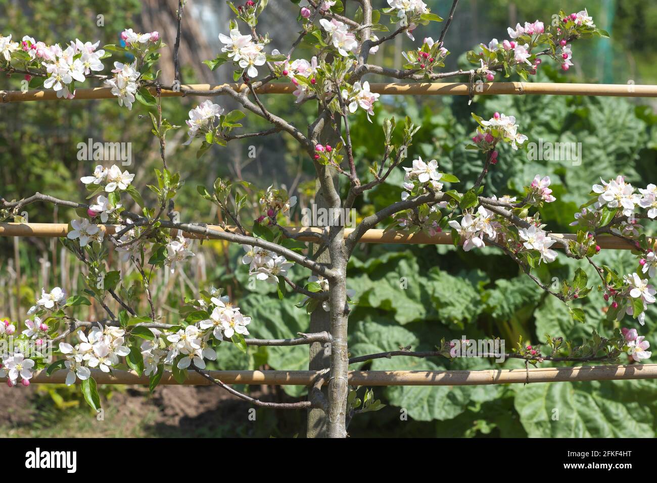 Cordon mela albero con cane telaio sostegno formazione UK Foto Stock