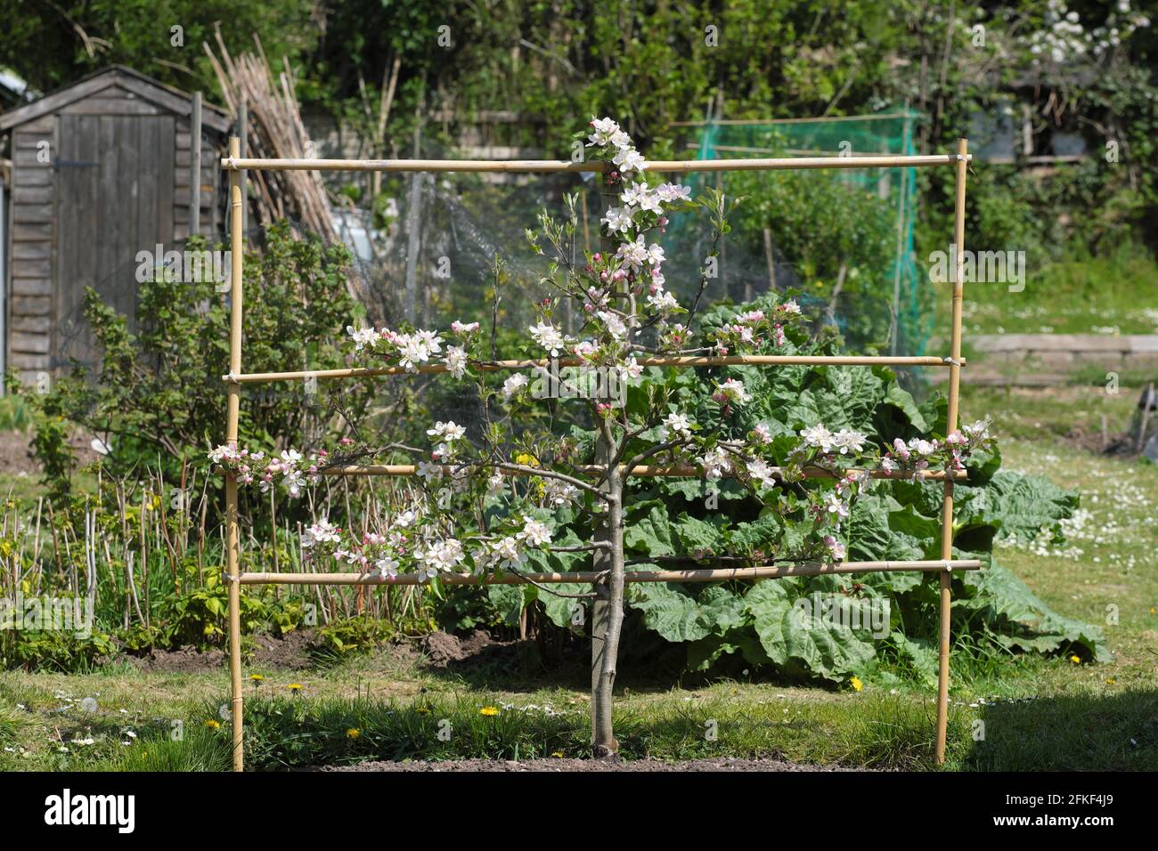 Cordon mela albero con cane telaio sostegno formazione UK Foto Stock