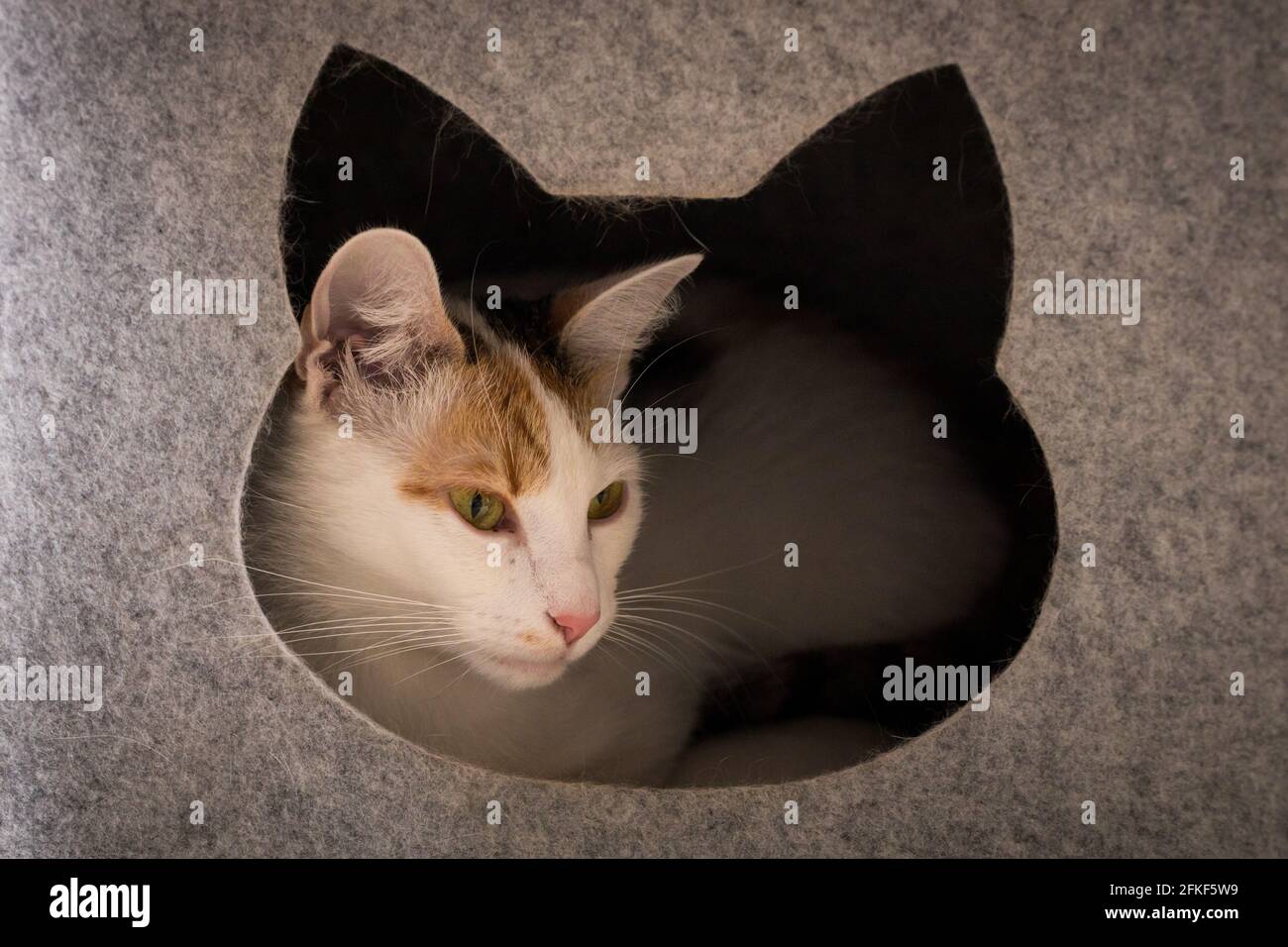 Un gatto che si rilassa nel suo posto sicuro Foto Stock