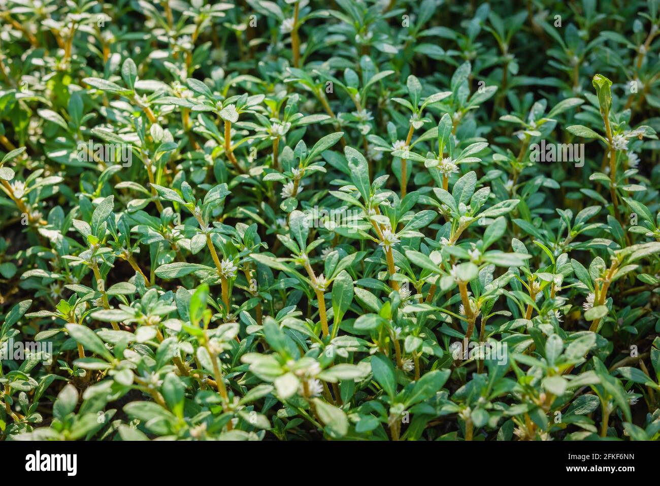 Gomphrena serrata. Il carattere di questa pianta forma i clumps puliti con colore verde della foglia Foto Stock