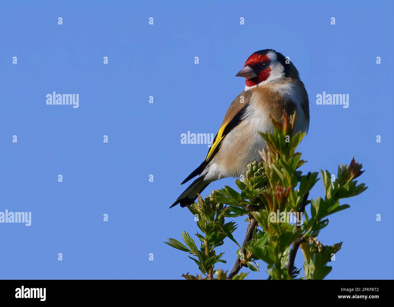 Un bel Goldfinch europeo maschile (Carduelis carduelis), arroccato sulla cima di un cespuglio di Hawthorn contro un cielo blu luminoso Foto Stock