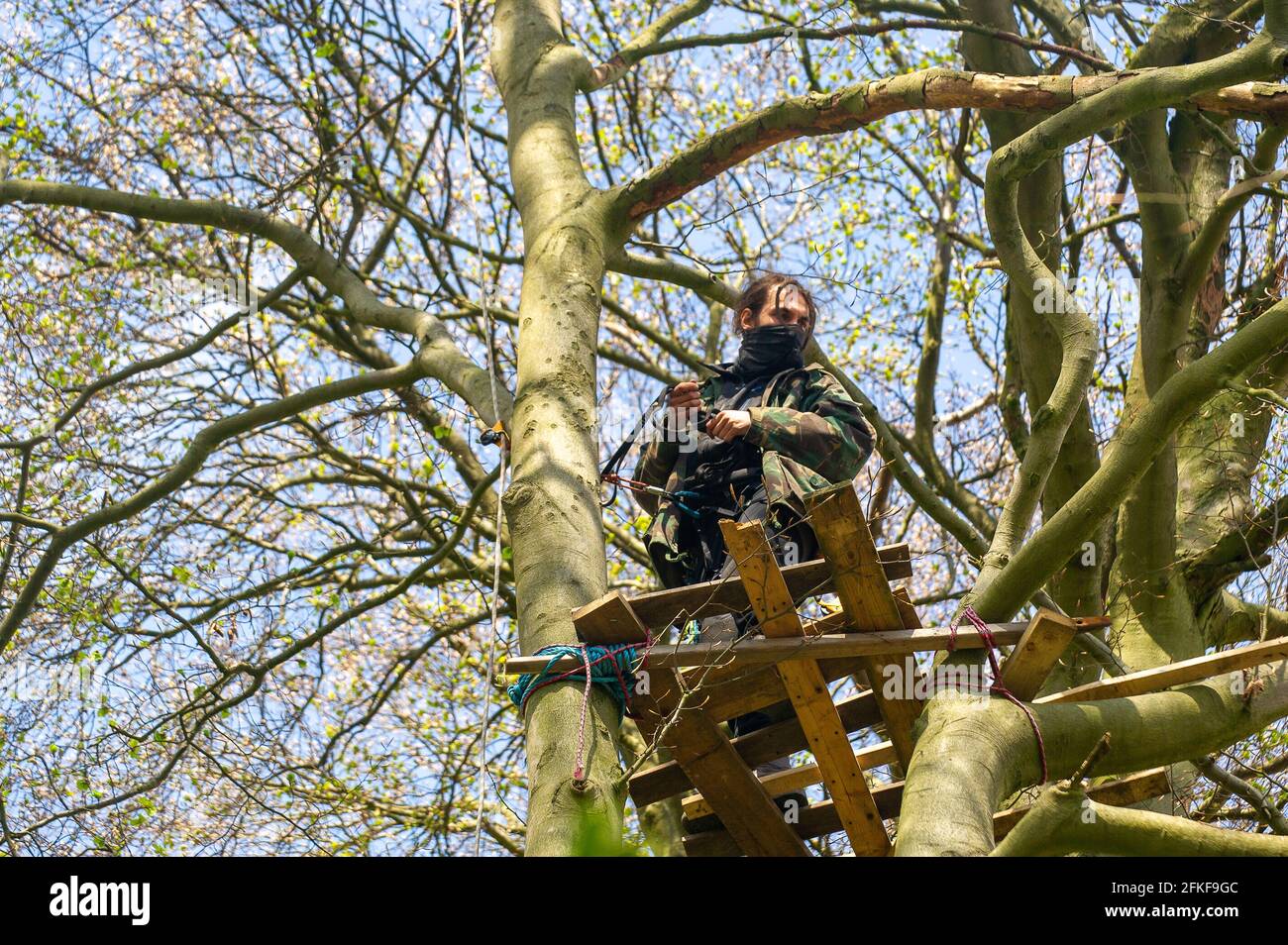 Aylesbury vale, Buckinghamshire, Regno Unito. 1 maggio 2021. Stop dimostranti HS2 salire gli alberi nel bosco. La quiete ritornò oggi all'antico bosco di Jones Hill Wood, mentre HS2 hanno smesso di gelare a causa del week-end di Maggio delle Vacanze della Banca. HS2 sono stati l'abbattimento di faggi nel bosco antico di Jones Hill Wood nonostante sia la stagione di nidificazione degli uccelli e che rari barbastelle sono noti per rogare nei boschi. Si dice che i boschi abbiano ispirato l'autore locale Roald Dahl a scrivere il famoso romanzo per bambini, il fantastico MR Fox. Il treno ad alta velocità 2 da Londra a Birmingham è enorme Foto Stock
