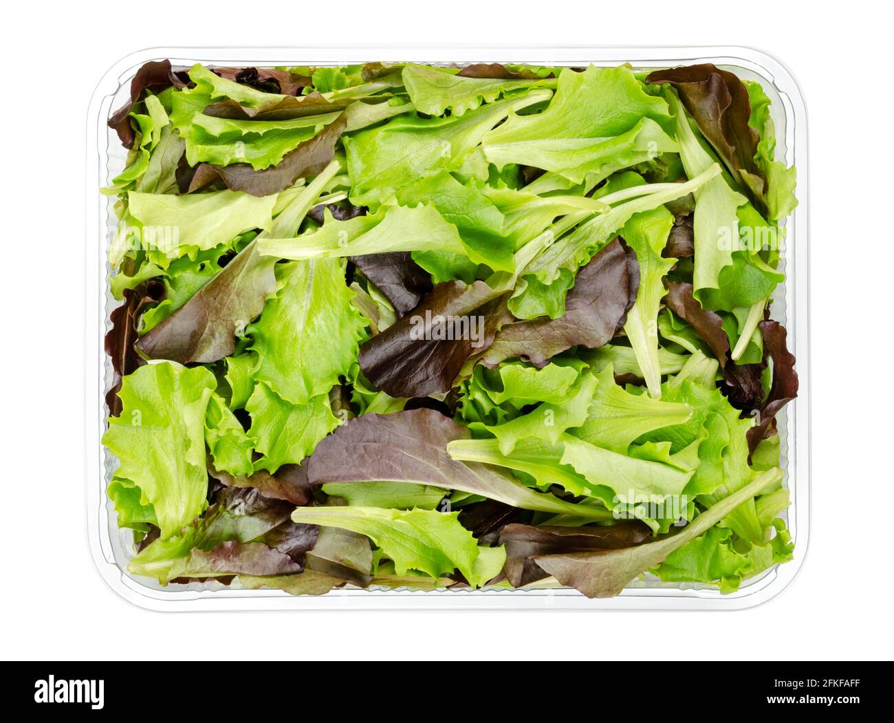 Lattuga a foglia sciolta appena raccolta, lattuga in puck rossa e verde, in un contenitore di plastica, dall'alto. Lattuga a scelta o a foglia di pane, utilizzata per le insalate. Foto Stock