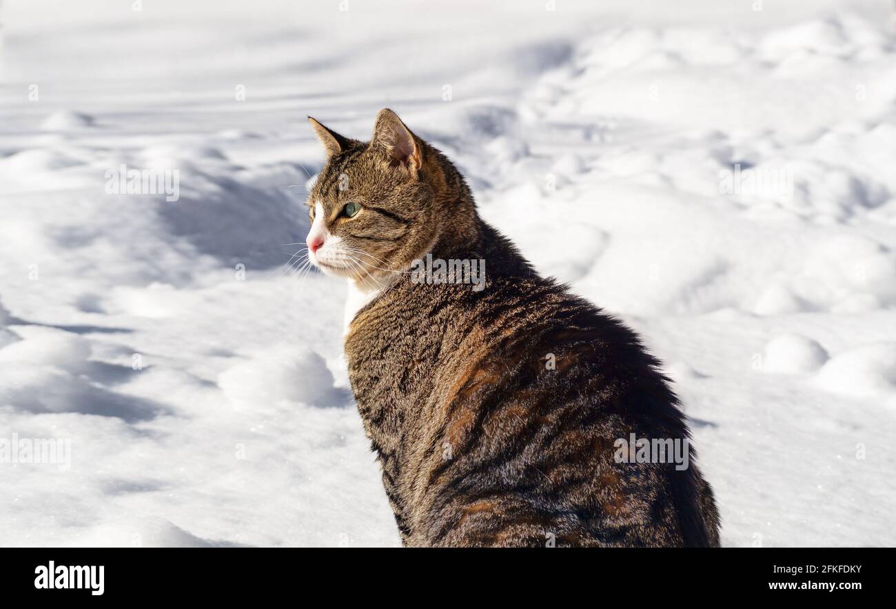 Gatto a righe con occhi verdi seduto nella neve Foto Stock