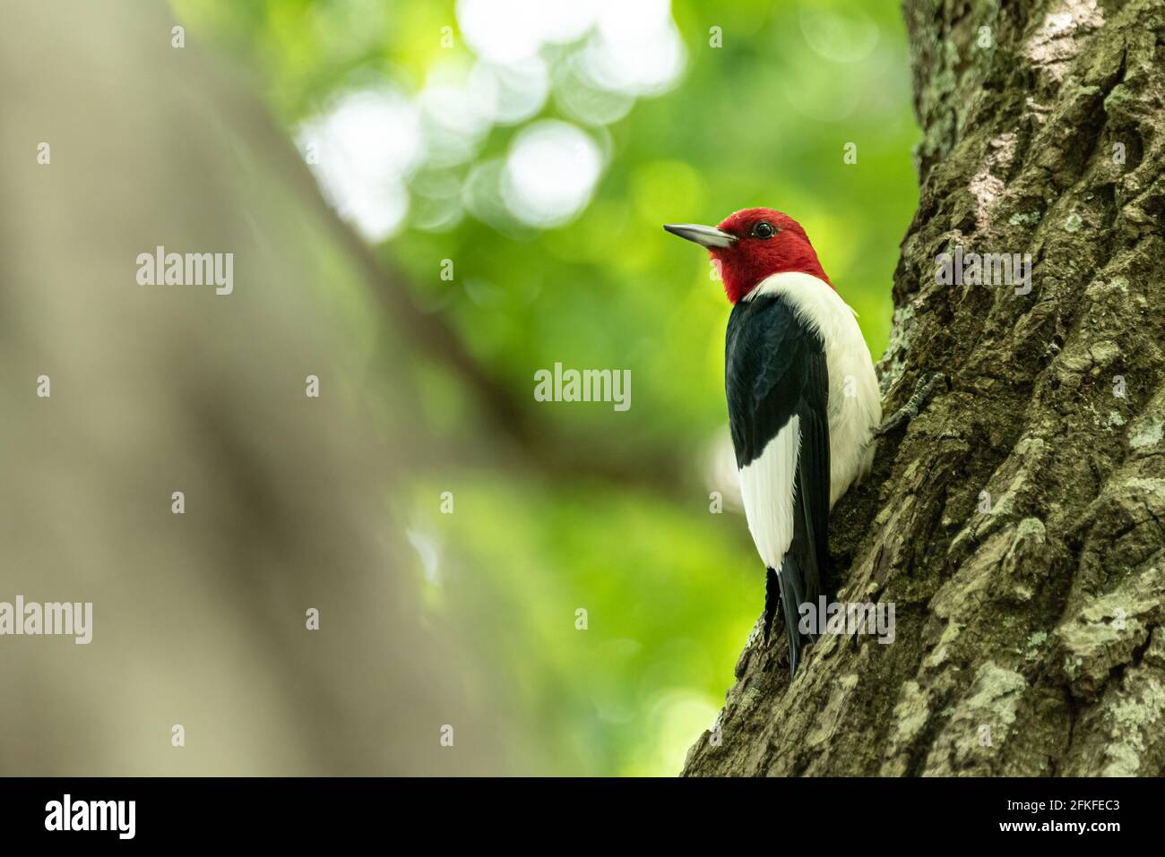Bellissimo picchio rosso-testa (Melanerpes eritrocefalo) arroccato su un albero in Stone Mountain Park vicino Atlanta, Georgia. (STATI UNITI) Foto Stock