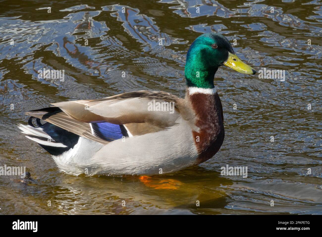 Mallard anatra maschio Anas platyrhynchos in acqua Drake Foto Stock