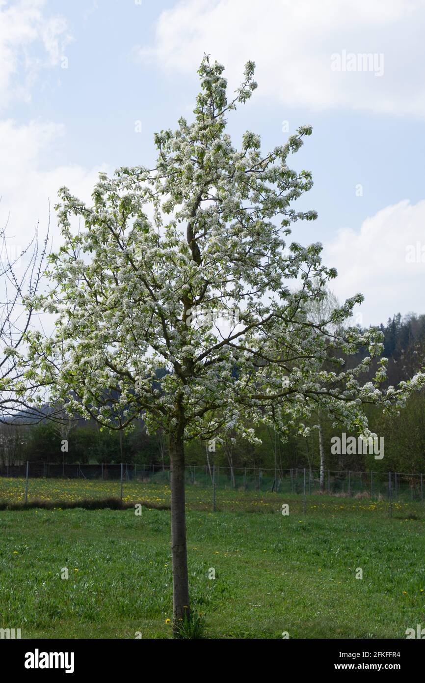 primavera mela albero in piena fioritura e prato verde in il giardino Foto Stock