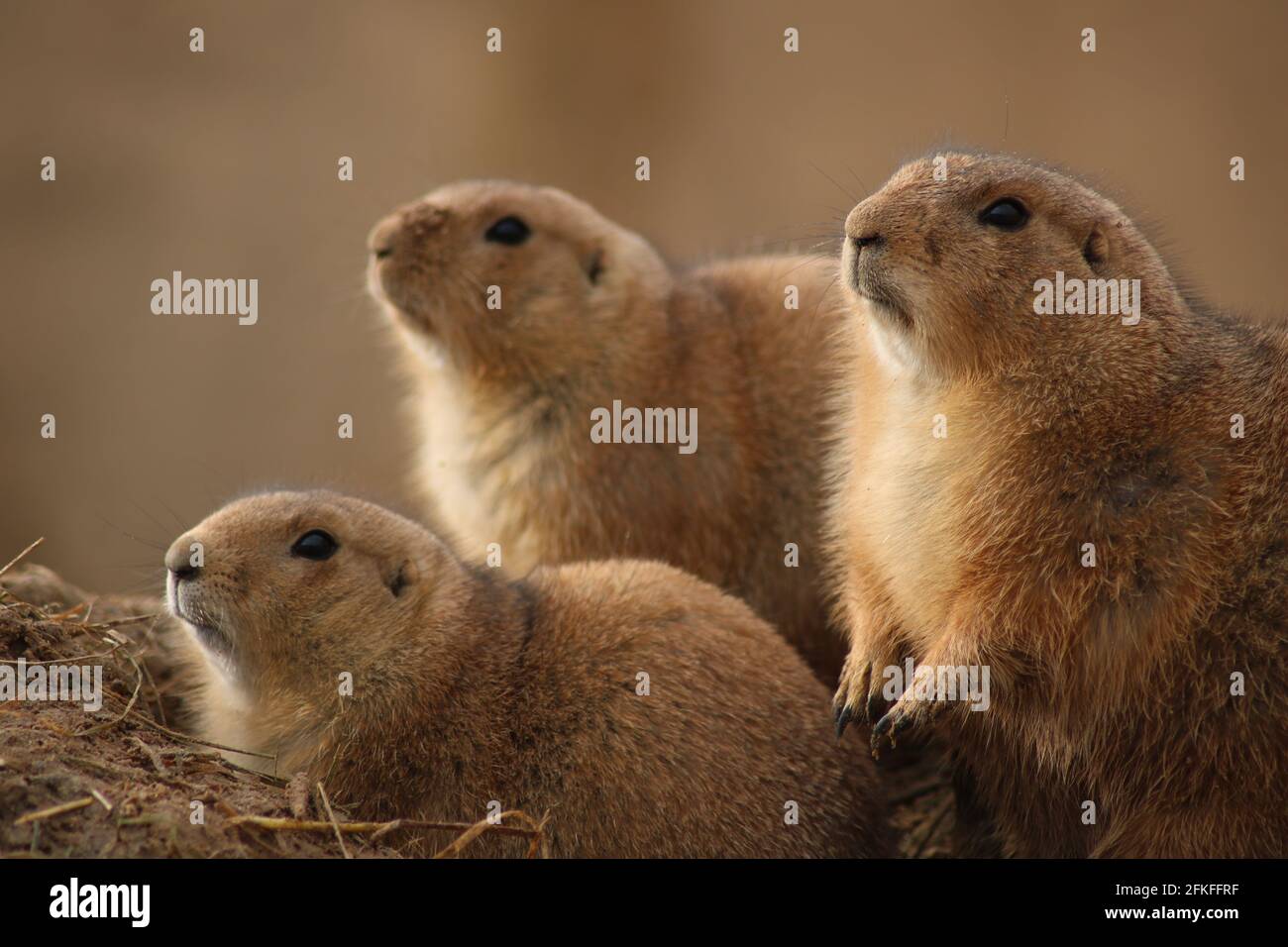 Erdmännchen bei der Wache/Meerkat Foto Stock