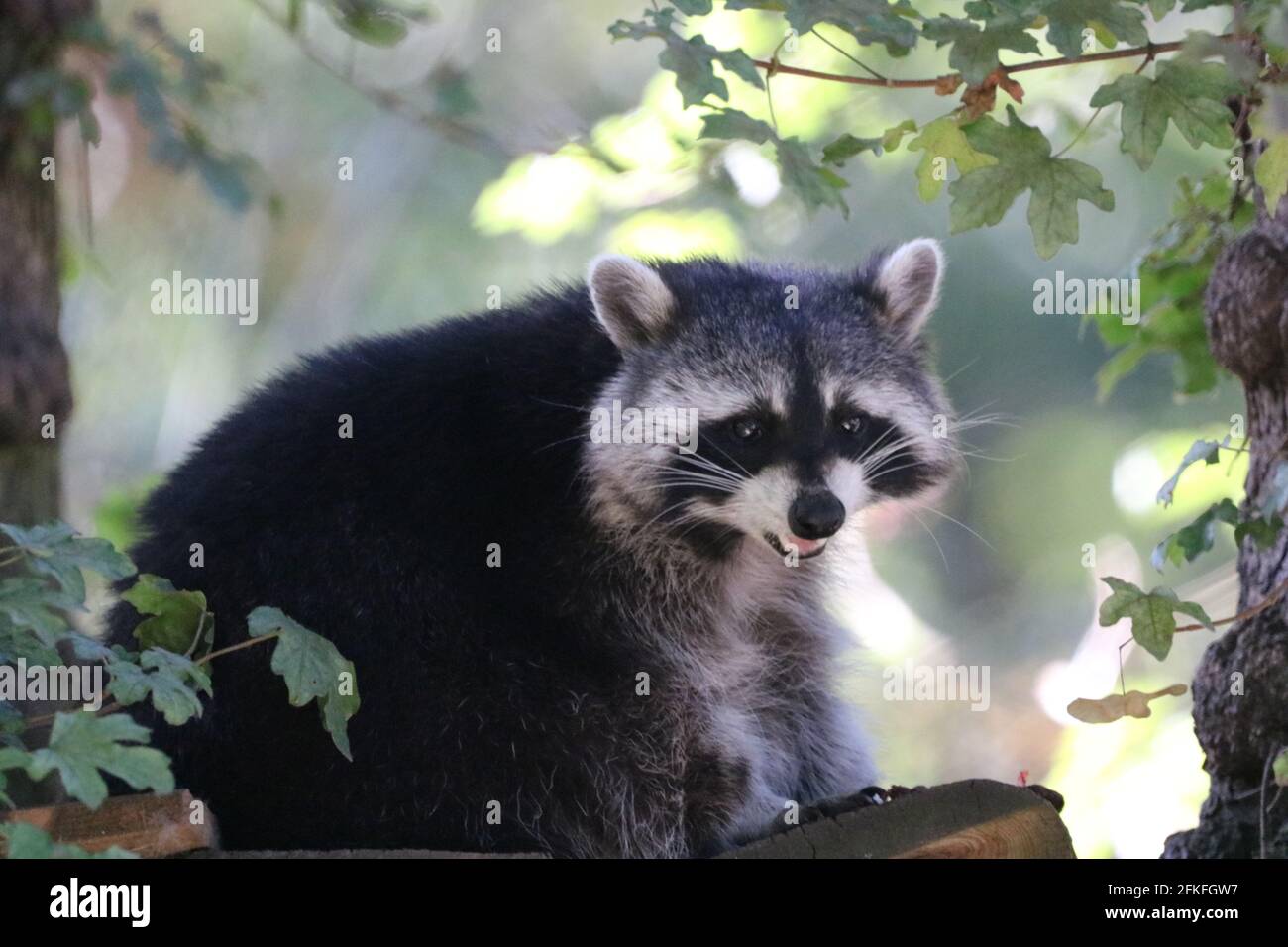 Waschbär Racoon Foto Stock