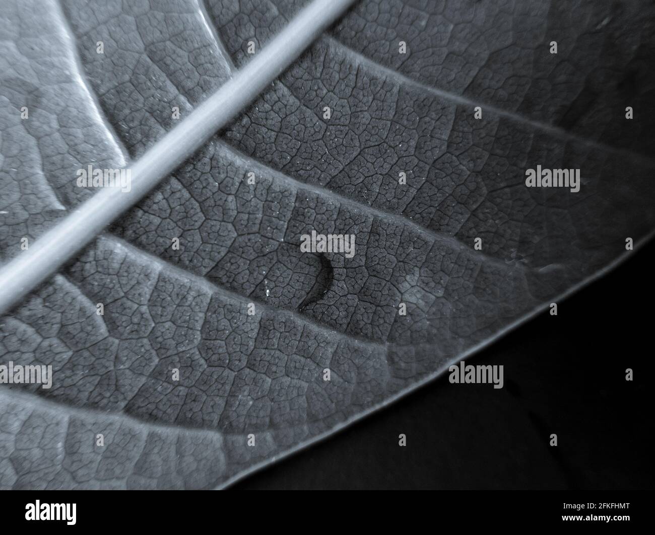 Macro shot in bianco e nero di una foglia di pianta dettagliata e goccia d'acqua su di esso per sfondo Foto Stock