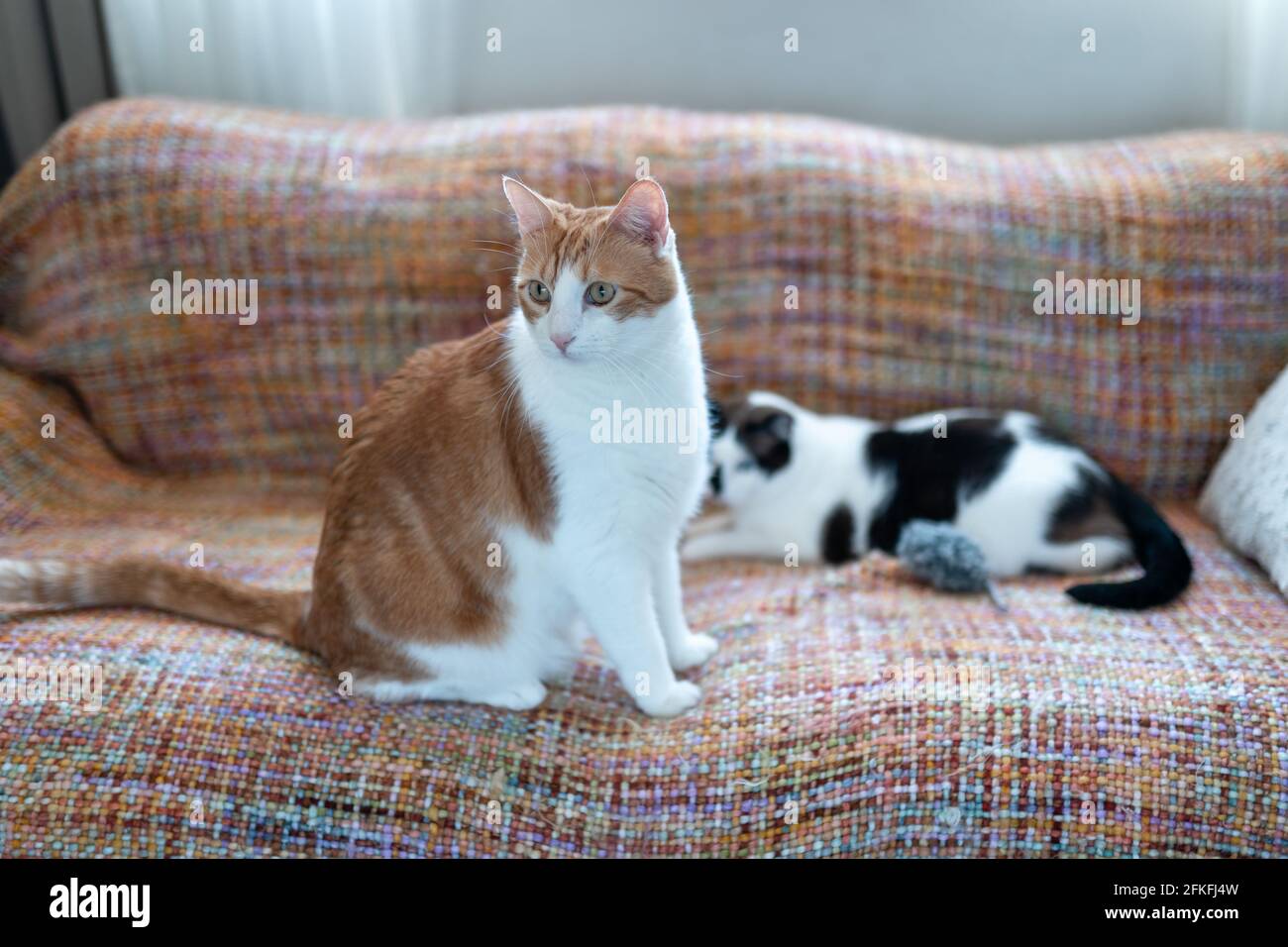 due gatti domestici interagiscono su una coperta colorata Foto Stock