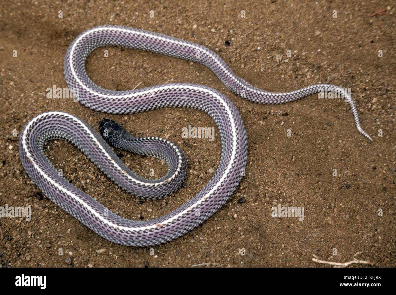 Cape file Snake nel Parco Nazionale di Luangwa, Zambia Foto Stock