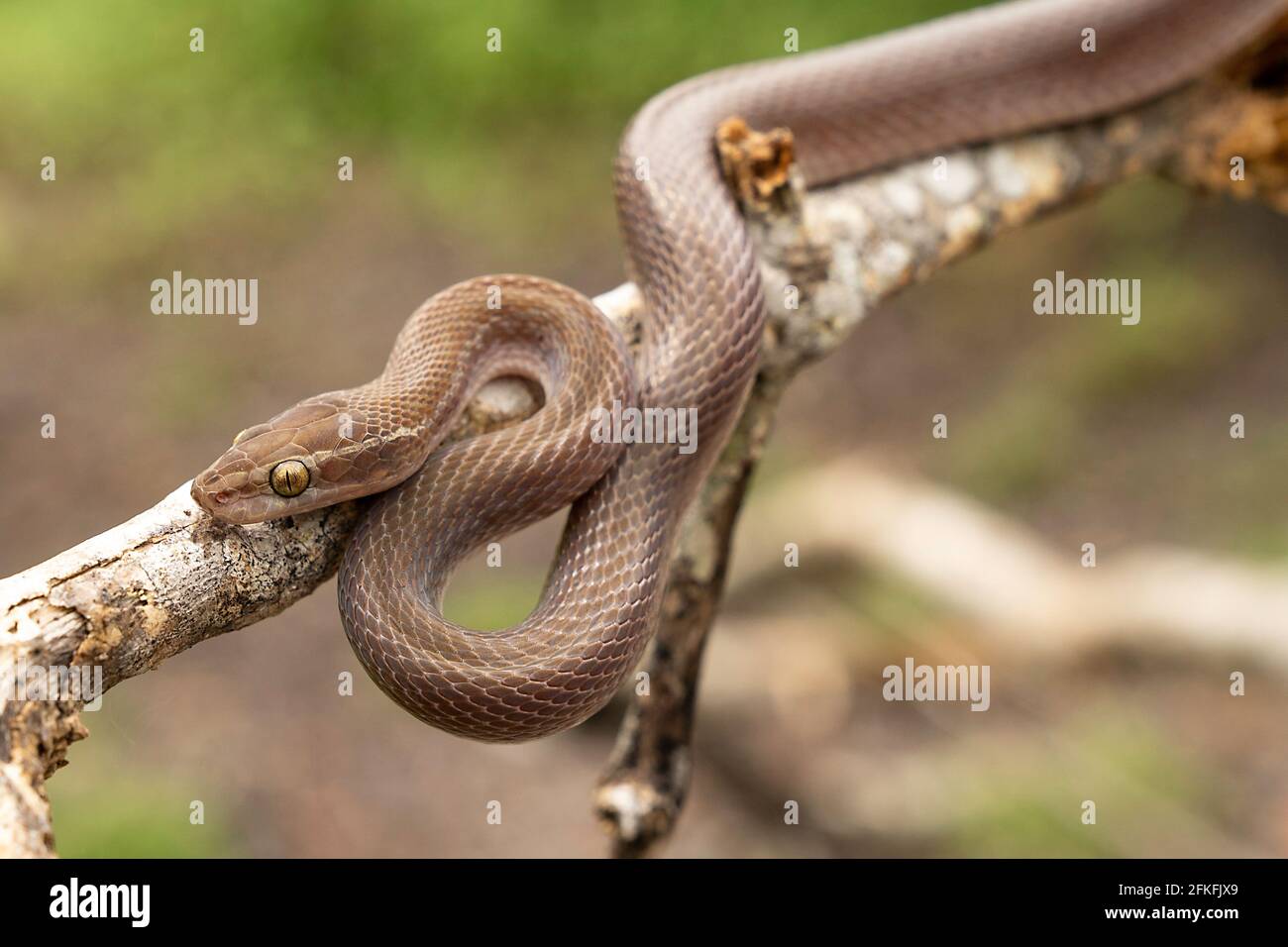Brown House Snake in Tanzania Foto Stock