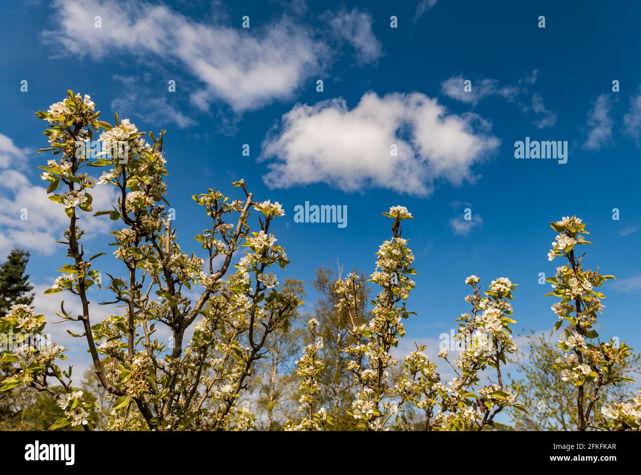 Apple tree fiorisce il giorno di sole con cielo blu e nuvole soffici, Scozia, Regno Unito Foto Stock