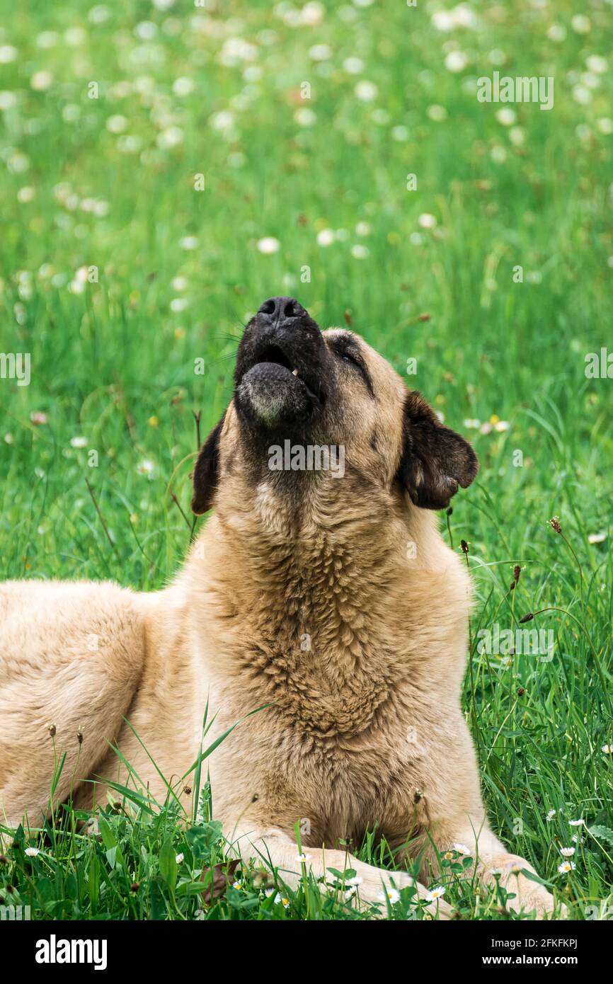 Il cane del mastiff di colore marrone che giace in un prato.la fotografia è presa in formato verticale. Foto Stock